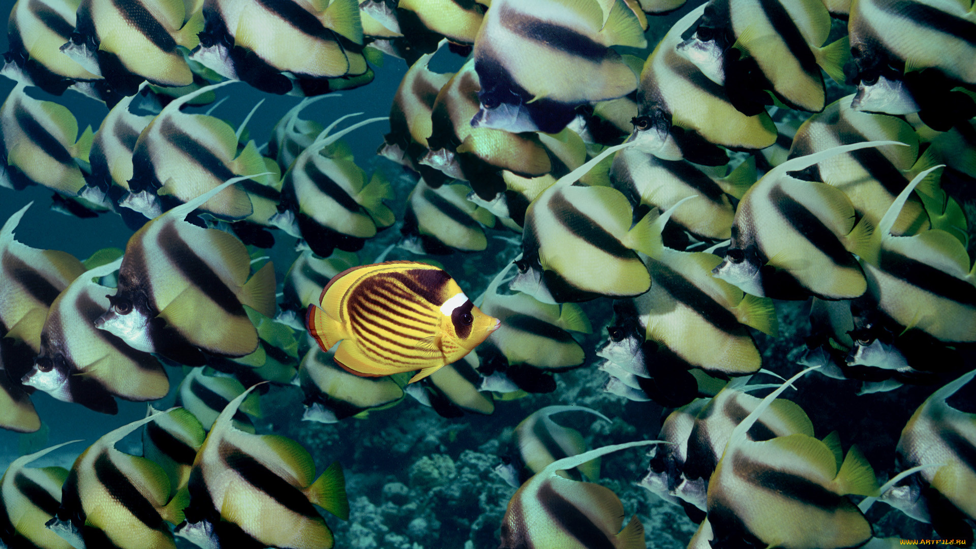 , , bannerfish, butterflyfish
